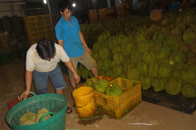 Nhúng hóa chất làm chín sầu riêng