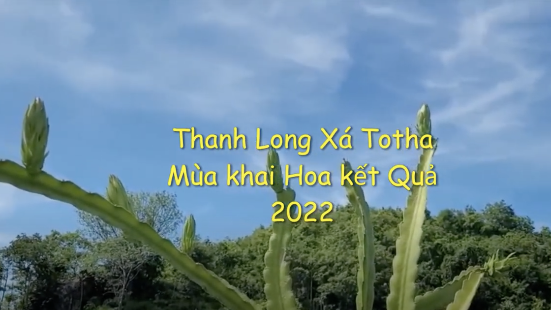 Thanh Long Xá Totha mùa khai Hoa kết Quả 2022