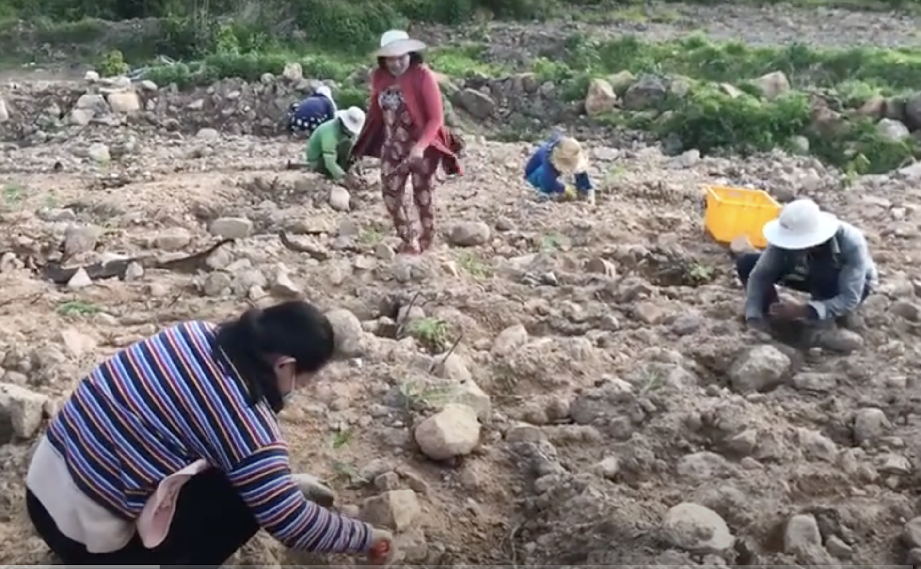 Trồng cây tại Thanh Long xá TOTHA, phủ xanh đồi trọc, Chánh nghiệp giải tiêu tội nghiệp!